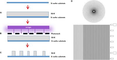 Nanogrooves for 2D and 3D Microenvironments of SH-SY5Y Cultures in Brain-on-Chip Technology